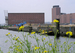 Gelb blühendes Wildkraut wächst am Grasbrookhafen; ein Arbeitsschiff liegt am Dalmannkai; im Hintergrund der Kaispeicher A mit Hafenkränen, re. die Bürogebäude am Sandtorkai in der Hamburger Hafencity.