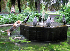 Pinguinbrunnen im Stadtpark - Hamburg Winterhude, Bezirk Hamburg-Nord; die Fontäne des Brunnens plätschert niedrig, ein Hund schaut interessiert die Pinguine an - das Wasser ist mit grünen Algen bedeckt (2004).