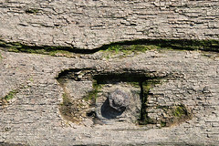Fotos von der Billwerder Bucht, ursprünglicher Verlauf der Hamburger Norderelbe bis 1879. Detail der Holzkonstrukiton der historischen Wassertreppe 51 am Moorfleeter Deich in Hamburg Moorfleet. Der bewegliche Niedergang ermöglichte es bei den untersc