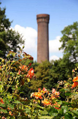 Blick über die Rosen im Traunspark zum Turm der Wasserkunst in Rothenburgsort. Der kleine Park hinter dem Deich der Billwerder Bucht wurde 1923 von Otto Linne angelegt.