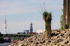 Reste einer alten Holzdalbe / Anlegepfahl - die Spitze ist mit Gras und Wildkraut bewachsen - Reiherstieg im Hambuger Hafen.