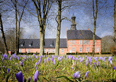 Krokusblüte beim Husumer Schloss - Lilafarbene Krokusse, im Hintergrund das Husumer Schloss.