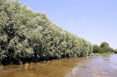 Weiden wachsen dicht am Ufer der Krückau - Nebenfluss der Elbe.
