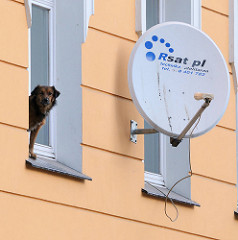 Fotos aus Wroclaw, Breslau - Polen - Satellitenschüssel an der Hausfassade - ein Hund steht auf dem Fenstersims und blickt auf die Strasse.
