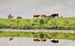 Kühe auf dem Deich an der Eider spiegeln sich im Wasser - Regenhimmel.