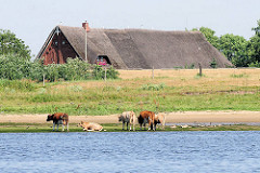 Kühe am Ufer der Elbe hinter dem Deich im Wasser - Dach eines reetgedeckten Bauernhauses hinter der Deichkrone.