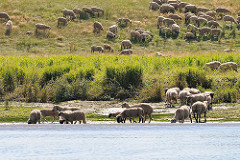 Schafherde im Gras - einige der Schafe stehen im Wasser und Trinken.