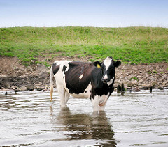 Eine schwarz weisse holsteinische Kuh / Hosteinrind kühlt sich in der Sommerhitze im Wasser der Eider ab.