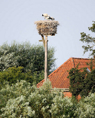 Storchennest auf Holzpfahl zwischen Bäumen am Ufer der Elbe.