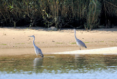 Zwei Graureiher / Fischreiher stehen am Ufer der Elbe und halten nach Nahrung Ausschau.