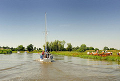 Ein Segelboot fährt mit dem Hilfsmotor auf der Krückau - am Ufer eine weidende Herde Kühe.