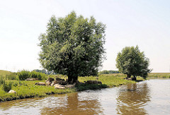 Schafe liegen im Schatten einiger Bäume am Ufer der Krückau - es ist Hochwasser, der Fluss tritt fast über das Ufer.