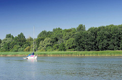Schilfufer der Elbinsel Pagensand - die Insel steht unter Naturschutz - ein Segelboot ankert beim Ufer.