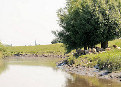 Am Ufer der Krückau haben Schafe Schutz vor der Mittagssonne unter einem Baum gesucht - im Hintergrund der Kirchturm von Elmshorn.