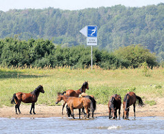 Eine Herde Pferde im Wasser am Ufer der Elbe - Hinweisschild, Gebotsschild Wasserski fahren erlaubt.