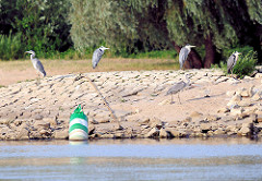 Graureiher, Fischreiher stehen auf einer Buhne - liegende grüne Fahrwassertonne - Buhnenkennzeichnung.