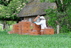 Imker bei der Arbeit auf einer Wiese am Lauf der Stör - mehrere Bienenkörbe sind aufgestellt; der Imker holt eine Wabe heraus - im Hintergrund eine Strohdachkate.