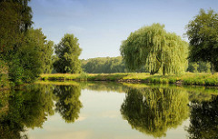 Hohe Weiden und Bäume spiegeln sich im Wasser der Elde Müritz Wasserstrasse.