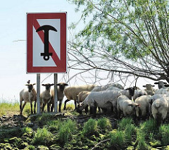Schild am Schwingeufer ANKERN VERBOTEN - Schafe im Schatten unter einer Weide.