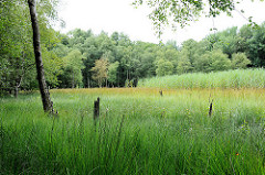 Naturschutzgebiet Heidkoppelmoor und Umgebung  - 62 Hektar grosses Zwischenmoor - artenreiches Feuchtgrünland.