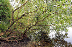 Bäume / Äste ragen in das Wasser des Timmerhorner Teichs / Fischteich in Ammersbek.