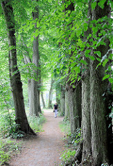 Lindenallee im Stadtpark Glückstadt.