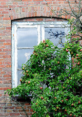 Holzfenster mit abgeblätterter Farbe - Apfelbaum mit Früchten direkt an der Hauswand - Fotografien aus der Stadt Barmstedt, Kreis Pinneberg.
