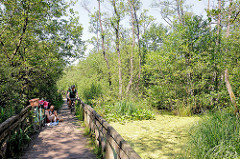 Holzsteg Ahrensburger Tunneltal - Naturschutzgebiet Schleswig Holsten, Stormarn.