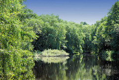 See / Teich beim Hopfenbach in Ahrensburg / Stormarn, Schleswig-Holstein. Hohe Weiden stehen am Wasser, die Zweige hängen ins Wasser.