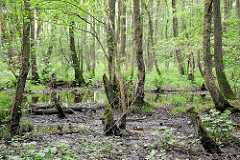 Naturschutzgebiet Neuer Teich in Ahrensburg, Metropolregion Hamburg. Erlenstämme und Grünpflanzen im morastigen Boden.