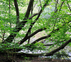 Lottbeker Teich in Hoisbüttel / Ammersbek - die Ufer vom kleinen See sind dicht mit Bäumen und Büschen bewachsen.