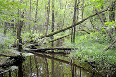 Naturschutzgebiet Neuer Teich in Ahrensburg, Metropolregion Hamburg. Wasserlauf, Baumstämme liegen über dem Wasser.