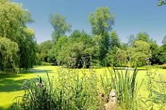 Teich beim Hopfenbach in Ahrensburg / Stormarn mit grünen Algen bedeckt - Weiden stehen am Ufer des kleinen Sees.