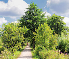 Radweg / Fussweg zwischen Bäumen und Sträuchern entlang der Krückau in Barmstedt, Kreis Pinneberg.