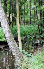 Ufer der Lottbek am Rande vom Heidkoppelmoor in Hoisbüttel / Ammersbek.