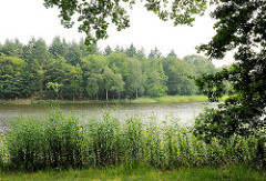 Bredenbeker Teich - Ahrensburg, Metropolregion Hamburg. Schilf und Bäume stehen am Ufer des Sees.