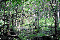 Naturschutzgebiet Neuer Teich in Ahrensburg, Metropolregion Hamburg. Bäume / Erlen stehen im Wasser - dichtes Gebüsch und Sträucher.