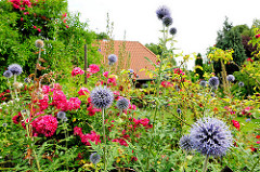 Bunter Bauerngarten - blühende Blumen im Vorgarten an der Dorfstrasse im Ortsteil Bünningstedt - Gemeinde Ammersbek.