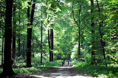 Rantzauer Forst bei Barmstedt - Fahrradfahrer am dem Waldweg zwischen hohen Bäumen, grünes Laub - Sonnenschein.