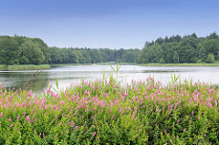 Bredenbeker Teich - Ahrensburg, Metropolregion Hamburg. Blühendes Wildkraut am Ufer; dicht am Wasser stehen Bäume.