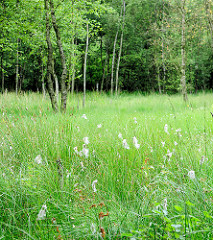 Naturschutzgebiet Heidkoppelmoor und Umgebung  - 62 Hektar grosses Zwischenmoor - artenreiches Feuchtgrünland.