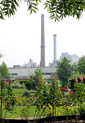Schrebergarten mit blühenden Blumen nahe Hafen Glückstadt - im Hintergrund Industrieanlagen mit hohen Schornsteinen.