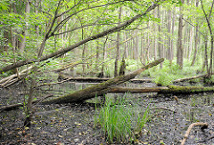 Naturschutzgebiet Neuer Teich in Ahrensburg, Metropolregion Hamburg. Wasserlauf, Baumstämme liegen über dem Wasser.