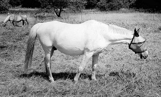 Pferd auf der Koppel in Wulksfelde - Schimmel mit Kopfschutz gegen Fliegen, Bremsen. Fotos aus der Gemeinde Tangstedt - Kreis Stormarn.