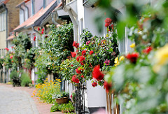 Blühende Rosen auf der Norderholmstrasse in Schleswig.
