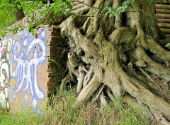 Verschlungene Baumwurzeln - Mauer mit Graffiti; Bilder aus der Gemeinde Tangstedt, Kreis Stormarn.