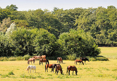 Pferdekoppel mit weidenden Pferden - Büsche / Knick und Bäume; Fotos aus der Gemeinde Tangstedt, Kreis Stormarn.
