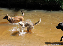 Hunde spielen bei warmen Wetter in der Alster - Naherholungsgebiet Oberalster, Gemeinde Tangstedt (Stormarn).