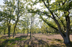 Blühende Heide im Stadtpark Norderstedt.