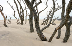 Wanderdüne im Slowinzischen Nationalpark bei Leba, Polen - die Dünen bewegen sich bis zu 10m im Jahr; hier hat eine Sanddüne Bäume verschüttet; sie sind abgestorben - die toten Stämme ragen aus dem Sand.